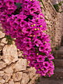 Bougainvillea spectabilis IMG_8105 Bugenwilla